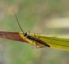 Campopleginae inconnu